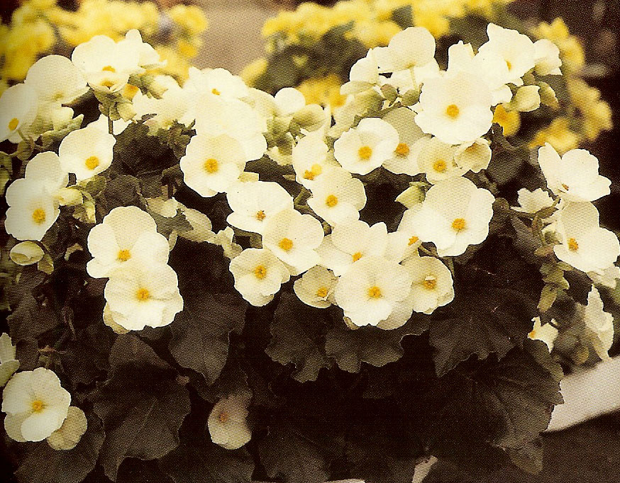 B. ‘Melody White’